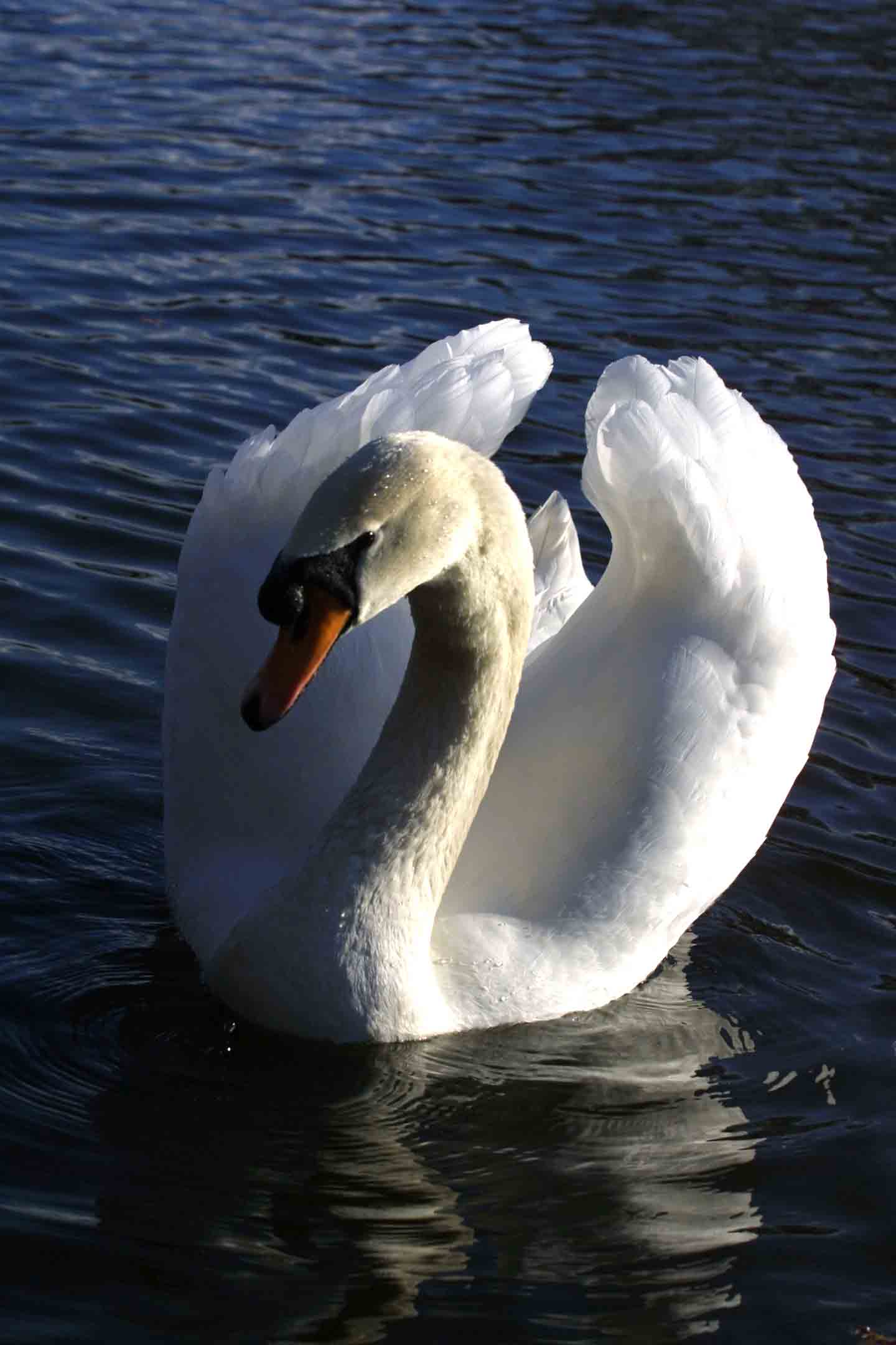 Is better black or white ?